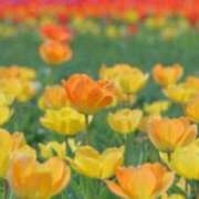 ヒメ日記 2026/04/05 07:15 投稿 春風 れな SUMIRE