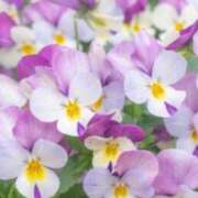 ヒメ日記 2026/04/05 14:01 投稿 春風 れな SUMIRE