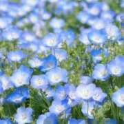 ヒメ日記 2026/04/06 05:15 投稿 春風 れな SUMIRE