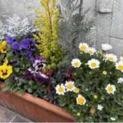 ヒメ日記 2026/04/06 05:21 投稿 春風 れな SUMIRE