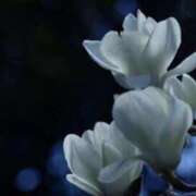 ヒメ日記 2026/04/07 01:26 投稿 春風 れな SUMIRE