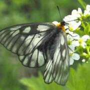 ヒメ日記 2026/04/07 06:15 投稿 春風 れな SUMIRE