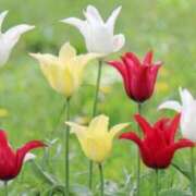 ヒメ日記 2026/04/07 14:57 投稿 春風 れな SUMIRE