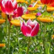 ヒメ日記 2026/04/08 07:15 投稿 春風 れな SUMIRE