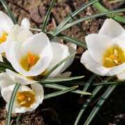 ヒメ日記 2026/04/08 10:18 投稿 春風 れな SUMIRE