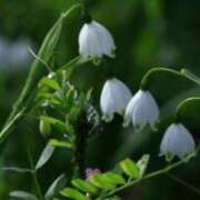 ヒメ日記 2026/04/09 05:30 投稿 春風 れな SUMIRE