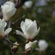 ヒメ日記 2026/04/09 05:58 投稿 春風 れな SUMIRE