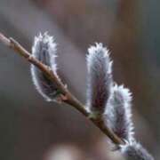 ヒメ日記 2026/04/10 16:33 投稿 春風 れな SUMIRE