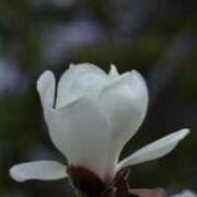 ヒメ日記 2026/04/11 08:34 投稿 春風 れな SUMIRE