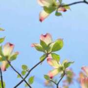 ヒメ日記 2026/04/11 09:59 投稿 春風 れな SUMIRE