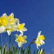 ヒメ日記 2026/04/11 23:13 投稿 春風 れな SUMIRE