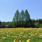 ヒメ日記 2026/04/12 07:15 投稿 春風 れな SUMIRE