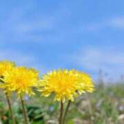 ヒメ日記 2026/04/14 18:26 投稿 春風 れな SUMIRE