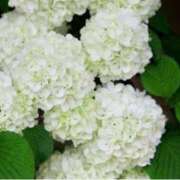 ヒメ日記 2026/04/15 07:03 投稿 春風 れな SUMIRE