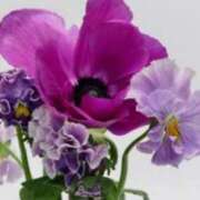 ヒメ日記 2026/04/15 16:15 投稿 春風 れな SUMIRE