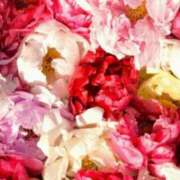 ヒメ日記 2026/04/15 23:15 投稿 春風 れな SUMIRE