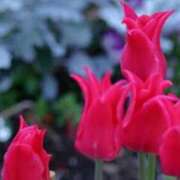 ヒメ日記 2026/04/16 13:30 投稿 春風 れな SUMIRE