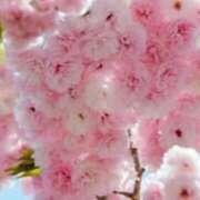 ヒメ日記 2026/04/17 07:15 投稿 春風 れな SUMIRE