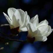 ヒメ日記 2026/04/18 10:12 投稿 春風 れな SUMIRE