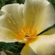 ヒメ日記 2026/04/18 14:59 投稿 春風 れな SUMIRE