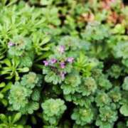 ヒメ日記 2026/04/19 00:42 投稿 春風 れな SUMIRE