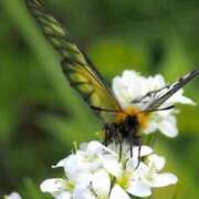 ヒメ日記 2026/04/19 01:10 投稿 春風 れな SUMIRE