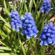 ヒメ日記 2026/04/20 09:36 投稿 春風 れな SUMIRE