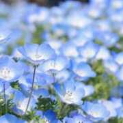 ヒメ日記 2026/04/22 11:37 投稿 春風 れな SUMIRE