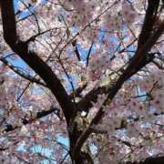 ヒメ日記 2026/04/23 07:21 投稿 春風 れな SUMIRE