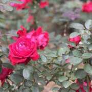 吉村 お疲れ様でした♪ 誘惑マル秘ミセス