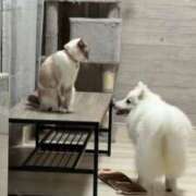 ヒメ日記 2026/04/04 22:06 投稿 るな クラブハウスシェル