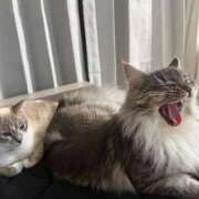 ヒメ日記 2026/04/08 23:56 投稿 るな クラブハウスシェル