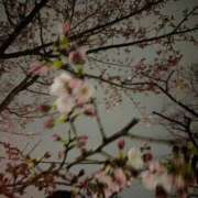 ヒメ日記 2026/03/16 23:44 投稿 沢宮(さわみや) 人妻出逢い会 百合の園 池袋店