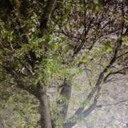 ヒメ日記 2026/04/11 21:53 投稿 沢宮(さわみや) 人妻出逢い会 百合の園 池袋店