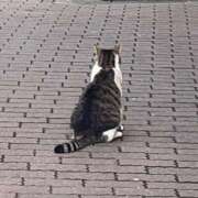 ヒメ日記 2026/03/01 20:02 投稿 みほ CCキャッツ