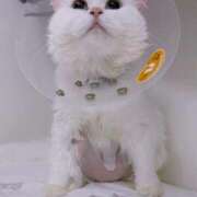 ヒメ日記 2026/03/12 10:59 投稿 みしろ ルピナスパルフェ