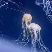 ひびき ごめんね 僕のぽっちゃり伝説