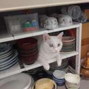 ヒメ日記 2026/02/23 15:42 投稿 すずか 丸妻 池袋店