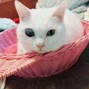 ヒメ日記 2026/03/09 06:23 投稿 すずか 丸妻 池袋店