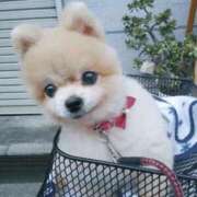 ヒメ日記 2026/03/11 04:27 投稿 すずか 丸妻 池袋店