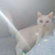 ヒメ日記 2026/03/23 20:23 投稿 すずか 丸妻 池袋店