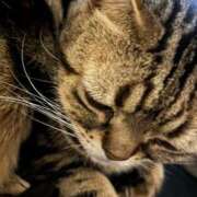 ヒメ日記 2026/02/10 13:32 投稿 綾瀬ひな えちごやSS商事