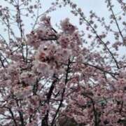 ヒメ日記 2026/03/15 09:32 投稿 片瀬アン(かたせあん) 五十路マダムエクスプレス厚木店(カサブランカグループ)