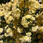 ヒメ日記 2026/04/11 23:26 投稿 まなか 新宿11チャンネル