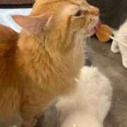 ヒメ日記 2026/04/18 23:57 投稿 まなか 新宿11チャンネル