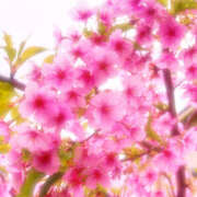 あき お待ちしてます❣️ 迷宮の人妻 古河・久喜発