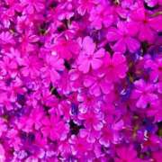 ヒメ日記 2026/04/19 23:49 投稿 あき 迷宮の人妻 古河・久喜発