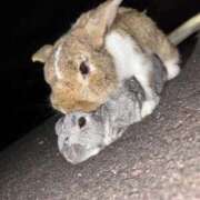 ヒメ日記 2026/01/27 14:34 投稿 ゆうあ 金瓶梅(きんぺいぱい)(雄琴)