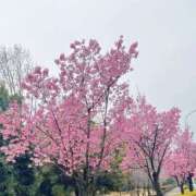 ヒメ日記 2026/03/30 07:00 投稿 雪乃-ゆきの 熟女10000円デリヘル 川崎