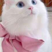 ヒメ日記 2026/03/03 19:58 投稿 ひより 新宿11チャンネル